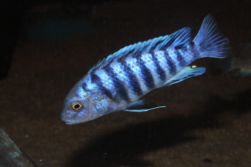 Labidochromis zebroides 'Masimbwe Island'